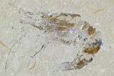 Two Cretaceous Fossil Shrimp Plate - Lebanon #107653-2